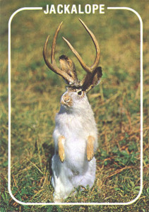 jackalope1