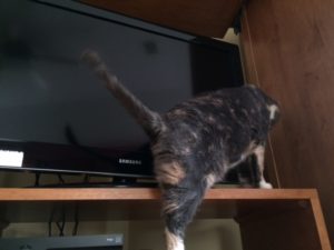 Janet helpfully demonstrating how a cat could climb behind the TV and get stuck